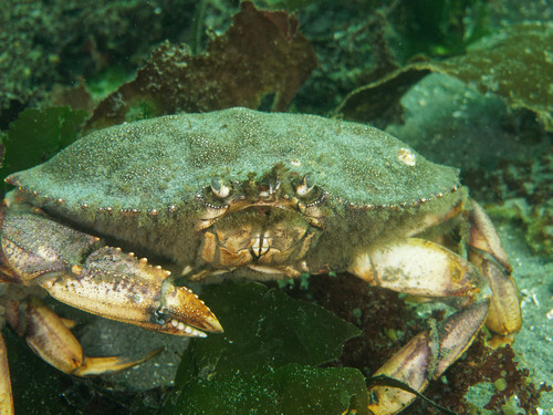 Dungeness Rock Crab