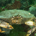 Dungeness Crab - Photo (c) Josh Houston, some rights reserved (CC BY-NC), uploaded by Josh Houston