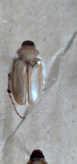 Phobetus mojavus