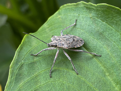 Peltasticus punctatus