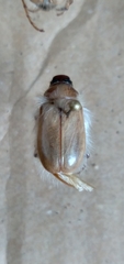 Phobetus mojavus