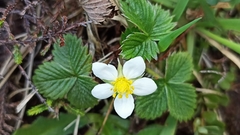 Fragaria vesca vesca