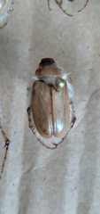 Phobetus mojavus