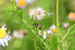 Caprochromus moerens