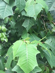 Euphorbia pulcherrima