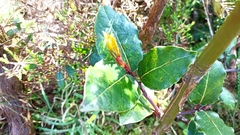 Laurus azorica