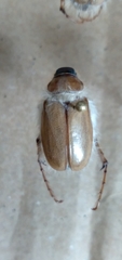 Phobetus mojavus