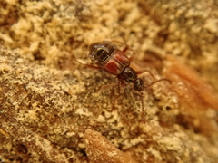 Tyrus mucronatus