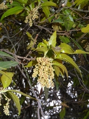Quercus affinis