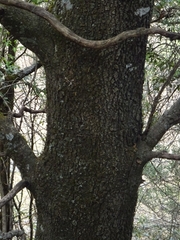 Quercus affinis