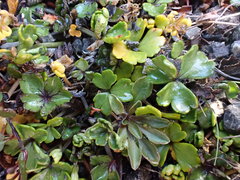 Azorella hydrocotyloides