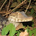 Cuvier's Dwarf Caiman - Photo (c) Vincent A. Vos, some rights reserved (CC BY-NC), uploaded by Vincent A. Vos