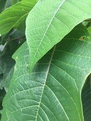 Euphorbia pulcherrima