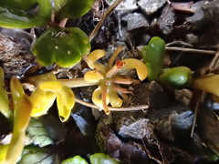 Azorella hydrocotyloides