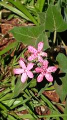 Oxypetalum coccineum