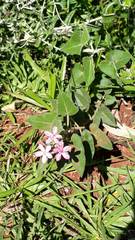 Oxypetalum coccineum