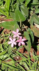 Oxypetalum coccineum