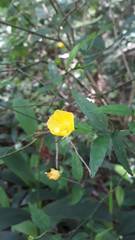 Pavonia sepium