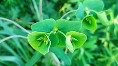 Euphorbia azorica