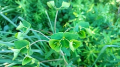 Euphorbia azorica