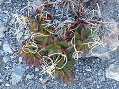 Epilobium crassum
