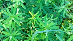 Euphorbia azorica