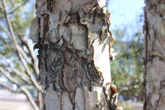 Betula nigra
