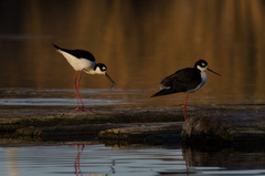 Himantopus mexicanus