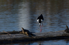 Himantopus mexicanus