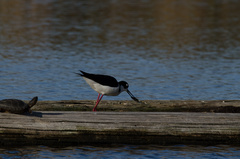 Himantopus mexicanus