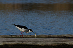 Himantopus mexicanus