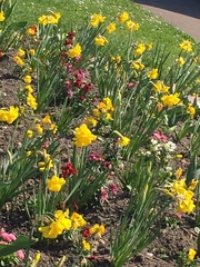 Narcissus
