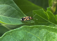 Horvathiolus delicatulus