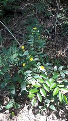 Pavonia sepium