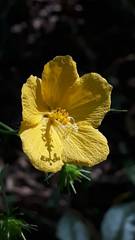 Pavonia sepium