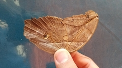 Eryphanis lycomedon