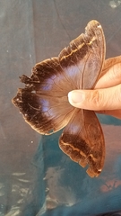 Eryphanis lycomedon