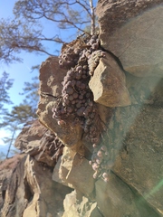 Sempervivum pittonii