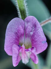 Tephrosia vicioides