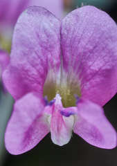 Tephrosia vicioides