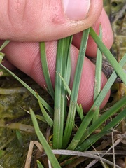 Eleocharis bifida
