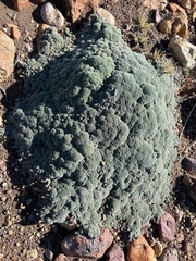 Junellia patagonica
