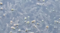 Myriophyllum quitense