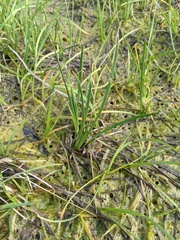 Eleocharis bifida