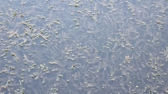 Myriophyllum quitense