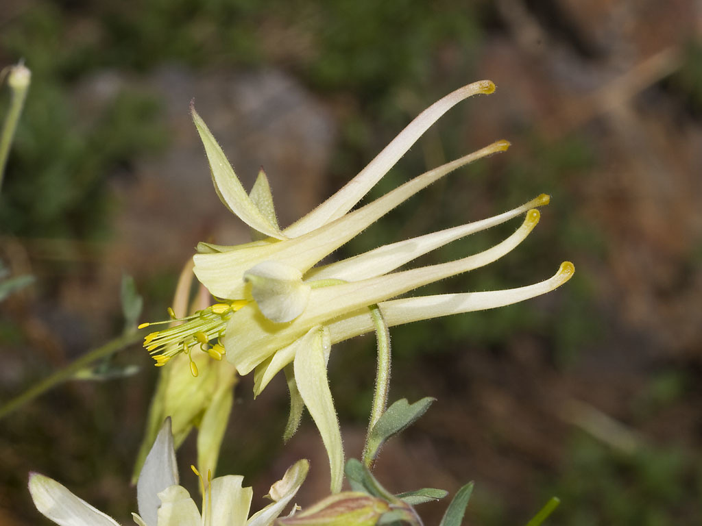 Aquilegia pubescens