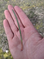 Eleocharis bifida
