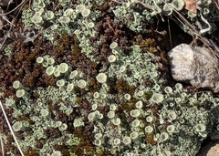 Cladonia asahinae