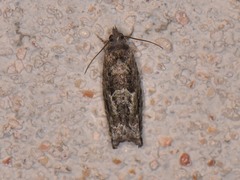 Pseudexentera haracana