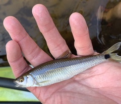 Apalachicola Blacktail Shiner photo 3